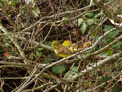 YELLOWHAMMER . BROADSANDS . DEVON . 17 / 2 / 2022