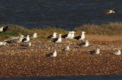 CASPIAN GULL . DAWLISH WARREN . DEVON . ENGLAND . 19 / 3 / 2022