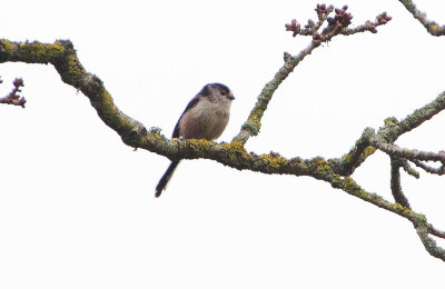 LONG-TAILED TIT . THE EXMINSTER MARSHES . DEVON . ENGLAND . 14 / 3 / 2022