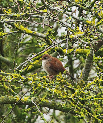 CETTI`S WARBLER . THE EXMINSTER MARSHES . DEVON . 29 / 3 / 2022