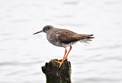 Common Redshank . Turf Locks . Devon . England . 5 / 4 / 2022