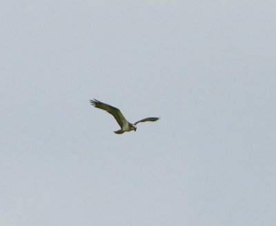 OSPREY . THE EXMINSTER MARSHES . DEVON . ENGLAND . 22 / 4 / 2022