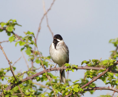 REED BUNTING . THE EXMINSTER MARSHES . DEVON . 25 / 4 / 2022