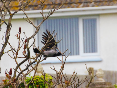 HOODED CROW . BEESANDS . DEVON . ENGLAND . 1 / 5 / 2022