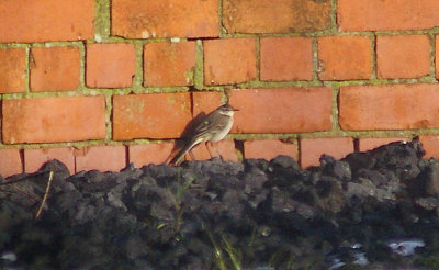 EASTERN YELLOW WAGTAIL . COLYTON WTW . DEVON . 5 . 12 . 2010.JPG