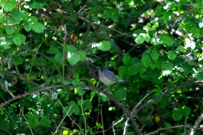EASTERN SUBALPINE WARBLER . DAWLISH WARREN . DEVON . 14 . 5 . 2017 ..JPG