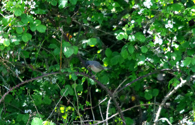 EASTERN SUBALPINE WARBLER . DAWLISH WARREN . DEVON . 14 . 5 . 2017.JPG