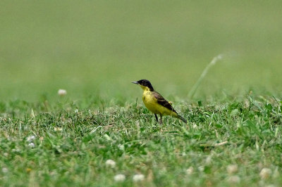 BLACK-HEADED WAGTAIL , DAWLISH LEISURE CENTRE . DEVON . ENGLAND . 6 , 6 , 2018.JPG