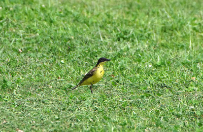 BLACK-HEADED WAGTAIL . DAWLISH LEISURE CENTRE . DEVON . ENGLAND . 6 . 6 . 2018.JPG