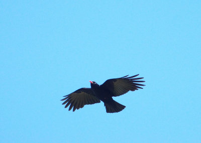 RED-BILLED CHOUGH . BOTALLICK . CORNWALL . 24 / 5 / 2022