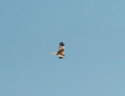 WESTERN MARSH HARRIER . HAM WALL . SOMERSET . 27 / 5 / 2022