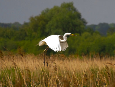 GREAT WHITE EGRET . HAM WALL . SPMERSET . 27 / 5 / 2022