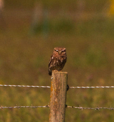 LITTLE OWL . PORTLAND BILL . DORSET . 28 / 5 / 2022