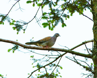 TURTLE DOVE . HALDON FOREST . DEVON . ENGLAND . 31 / 5 / 2022