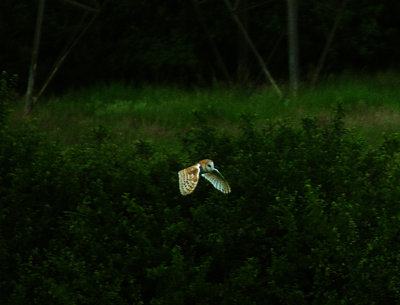 BARN OWL . Nr CRANBROOK . DEVON . ENGLAND . 6 / 6 / 2022
