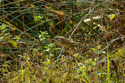 GREAT REED WARBLER , YELLAND POND , DEVON , 18 , 10 , 2020.JPG