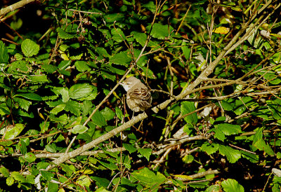 BARRED WARBLER . DAWLISH WARREN . DEVON . 31 . 10 . 21.JPG