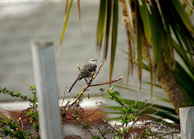 NORTHERN MOCKINGBIRD . EXMOUTH . DEVON . 6 . 2 . 2021 ..JPG