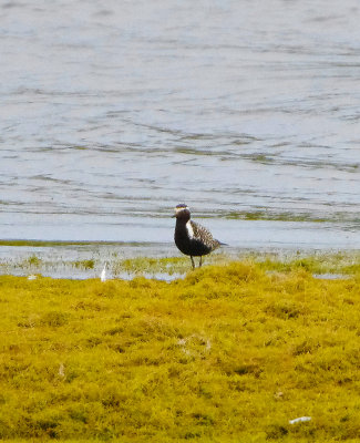 PACIFIC GOLDEN PLOVER . STITHIANS RESERVOIR . CORNWALL . 16 / 6 / 2022