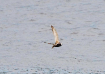PACIFIC GOLDEN PLOVER . STITHIANS RESERVOIR . CORNWALL . 16 / 6 / 2022