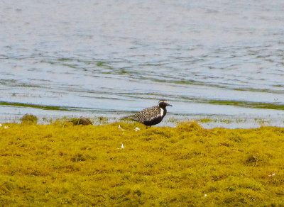 PACIFIC GOLDEN PLOVER . STITHIANS RESERVOIR . CORNWALL . 16 / 6 / 2022