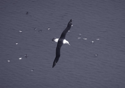 BLACK-BROWED ALBATROSS . BEMPTON CLIFFS . YORKSHIRE . ENGLAND . 2 / 7 / 2022