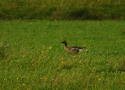 TUNDRA BEAN GOOSE . DARTS FARM . TOPSHAM . DEVON . 28 / 6 / 2022