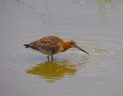 BLACK-TAILED GODWIT . BOWLING GREEN MARSH . TOPSHAM . DEVON . 19 / 8 / 2022