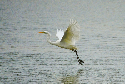 GREAT WHITE EGRET . BOWLING GREEN MARSH . DEVON . 14 / 9 / 2022