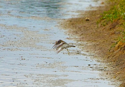 COMMON SANDPIPER . BLACKHOLE MARSH . DEVON . 15 / 9 / 2022