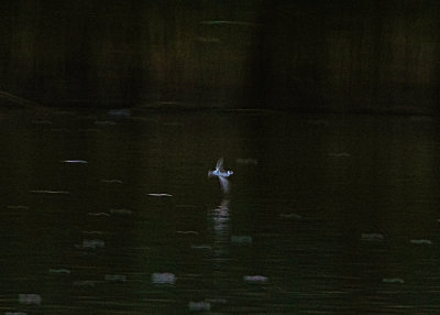RED-NECKED PHALAROPE . BOWLING GREEN MARSH . DEVON . 27 / 9 / 2022