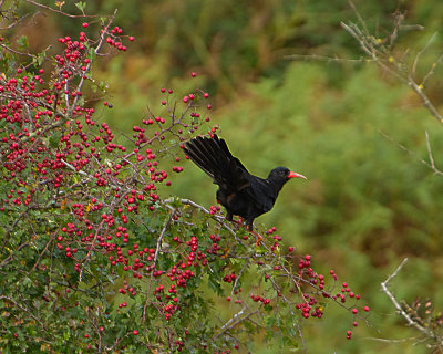 RED-BILLED CHOUGH . GAMMON HEAD . DEVON . ENGLAND . 28 / 9 / 2022