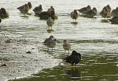 GREY PLOVER . BOWLING GREEN MARSH . TOPSHAM . DEVON . 1 / 10 / 2022