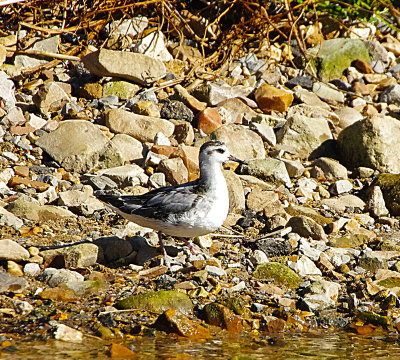 GREY PHALAROPE . CHARMOUTH . DORSET . 2 / 10 / 2022