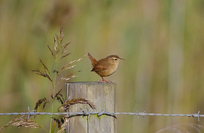 WINTER WREN . WEST LODGE . EXMOUTH . DEVON . ENGLAND . 7 / 10 / 2022