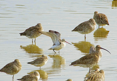 BAR-TAILED GODWIT . BOWLING GREEN MARSH . TOPSHAM . DEVON . ENGLAND . 12 / 10 / 2022