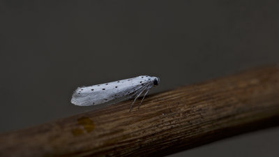 2691-HF13.jpg
