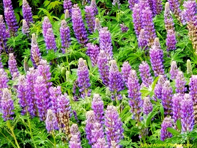 Woronzof_Lupine_20210703_120357 [1024 x 768 y] (Copy).JPG