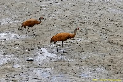 Sandhill_Cranes_20200620_113237 [1024 x 768 y] [800 x 600 Pb].JPG