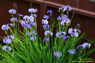 WileyPost_Iris_16Jun2020_0217 [1024 x 768 y] [800 x 600 Pb].JPG