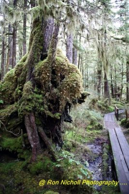 Ketchikan_SettlersCove_Nov2020_0098 [1024x768 y].JPG