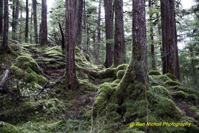 Ketchikan_SettlersCove_Nov2020_0099 [1024x768 y].JPG