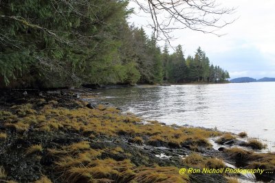 Ketchikan_SettlersCove_Nov2020_0101 [1024x768 y].JPG