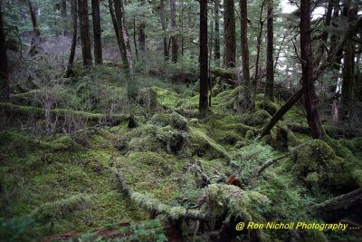 Ketchikan_SettlersCove_Nov2020_0102 [1024x768 y].JPG