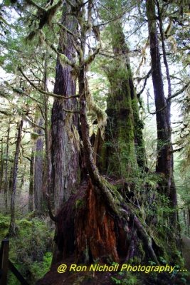Ketchikan_SettlersCove_Nov2020_0105 [1024x768 y].JPG