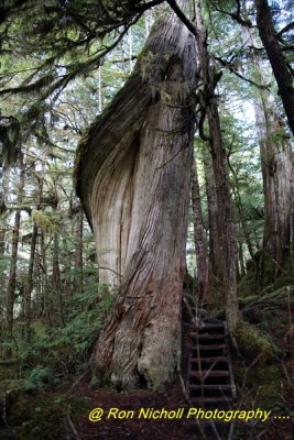 Ketchikan_SettlersCove_Nov2020_0106 [1024x768 y].JPG