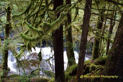 Ketchikan_SettlersCove_Nov2020_0110 [1024x768 y].JPG