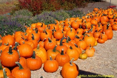 Boise_Botanical_Garden_03Oct2021_1104 [1024x768 y].JPG