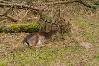 08022020_amsterdamse_waterleidingduinen