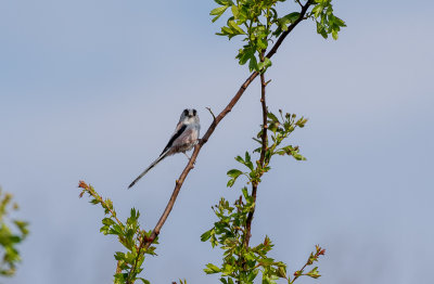 18042020_oostvaardersplassen